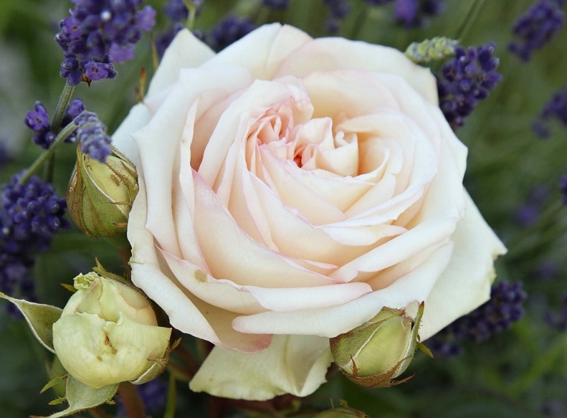 Rosa hybr. (A)  Madame Anisette