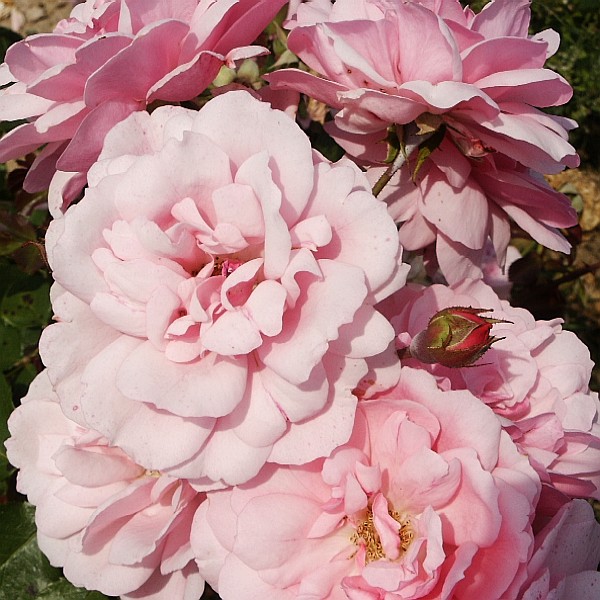 Rosa hybr. (F)  Milrose