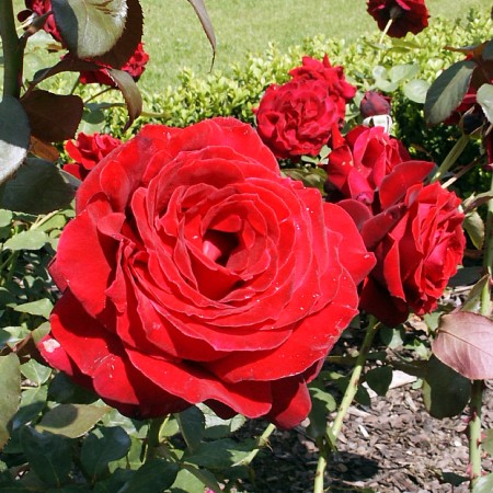 Rosa hybr. (CH)  Norita