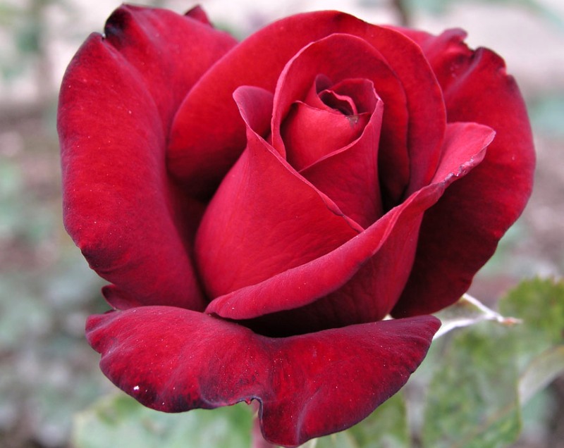 Rosa hybr. (CH)  Schwarze Madona