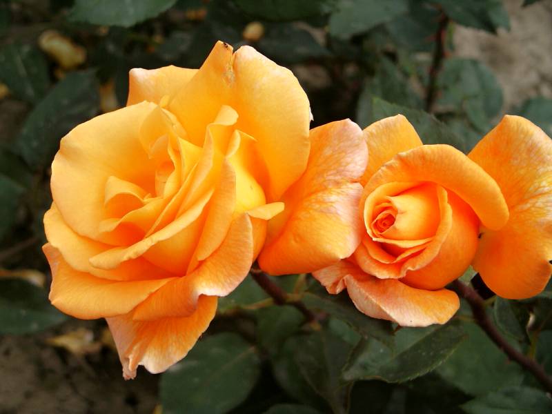 Rosa hybr. (CH)  Whisky