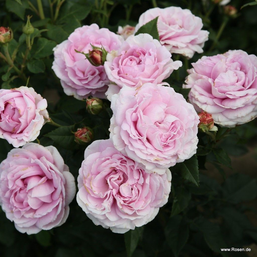 Rosa hybr. (A)  Königin Marie