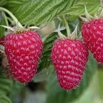 Rubus idaeus Aroma Queen