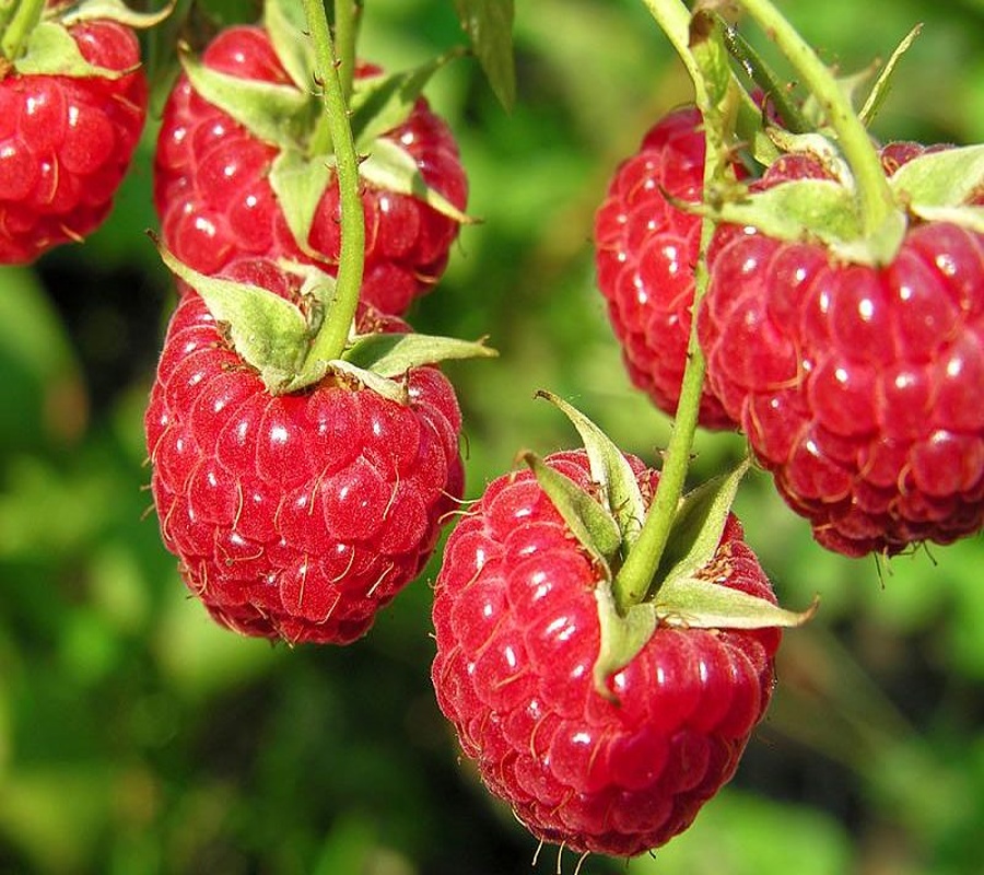 Rubus idaeus Willamette