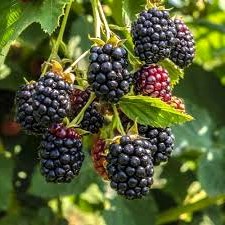 Rubus fruticosus Glorniwa