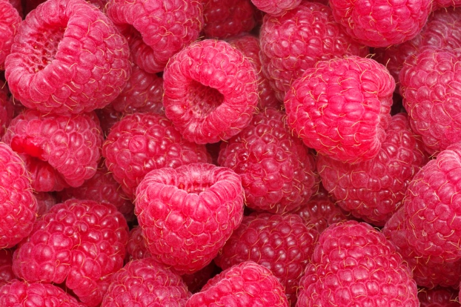 Rubus idaeus Bohéme