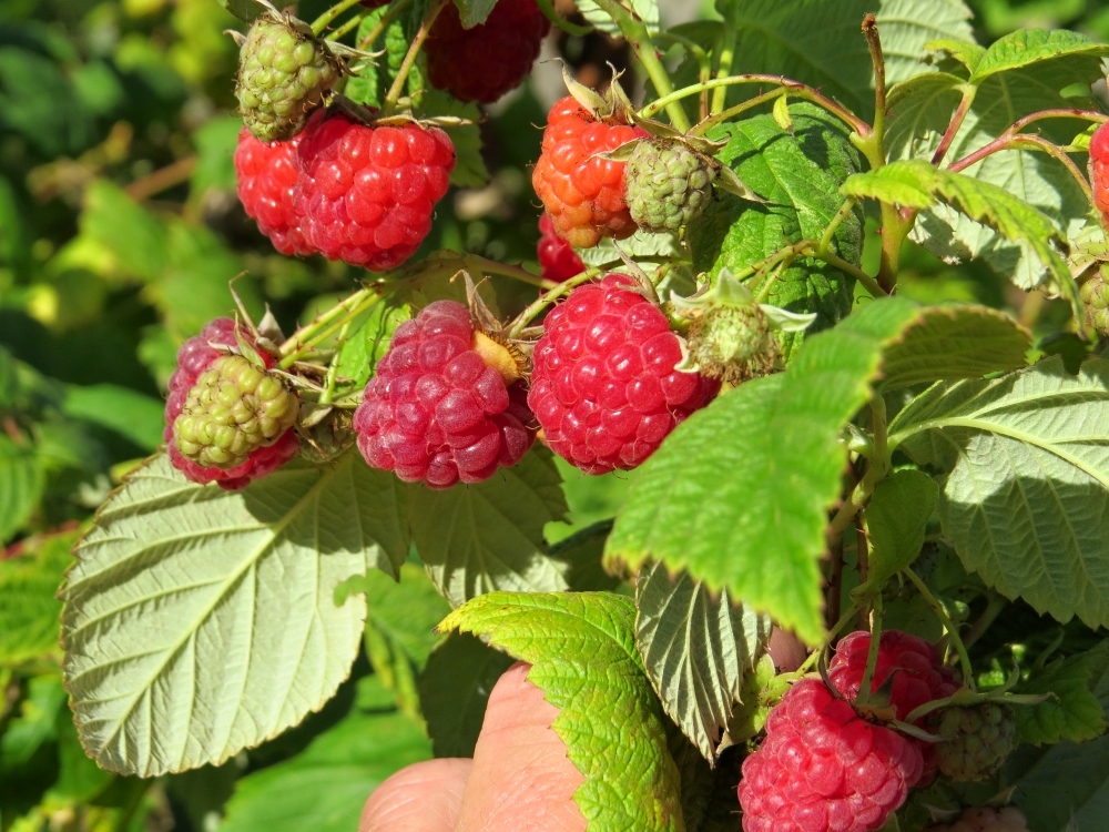 Rubus idaeus Sugana