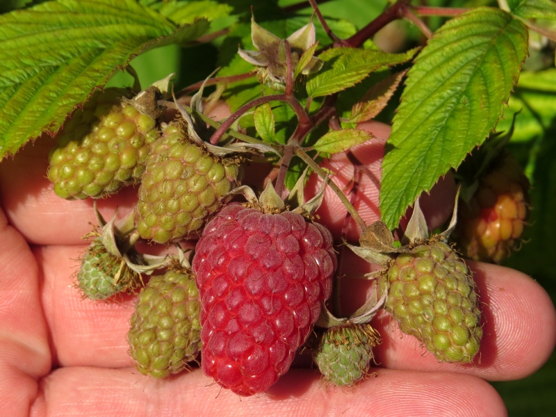 Rubus idaeus Tulameen