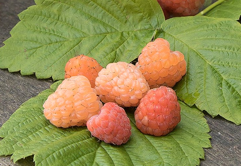 Rubus idaeus Valentina
