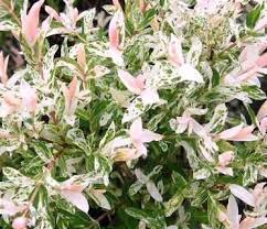 Salix integra Hakuro Nishiki