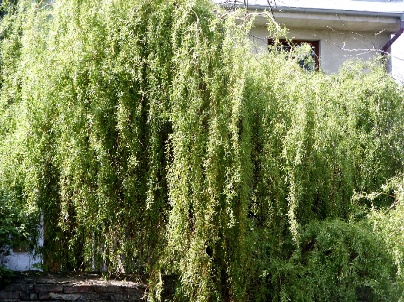 Salix x erythroflexuosa