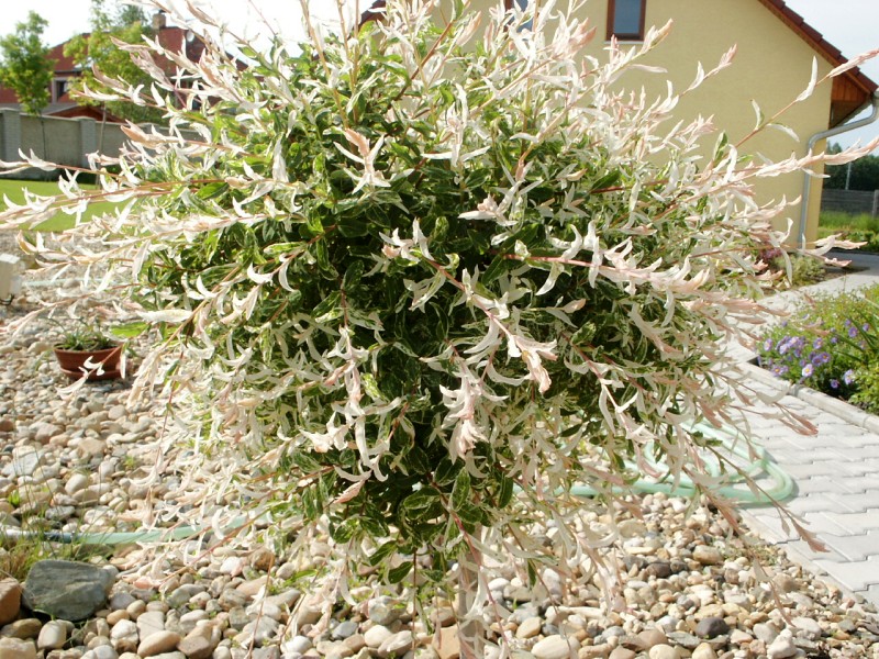 Salix integra Hakuro Nishiki