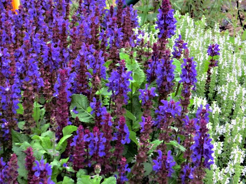 Salvia nemorosa Marvel Blue