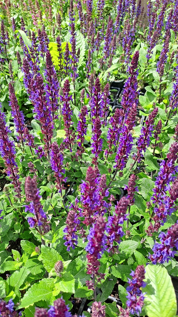 Salvia nemorosa Midnight Purple