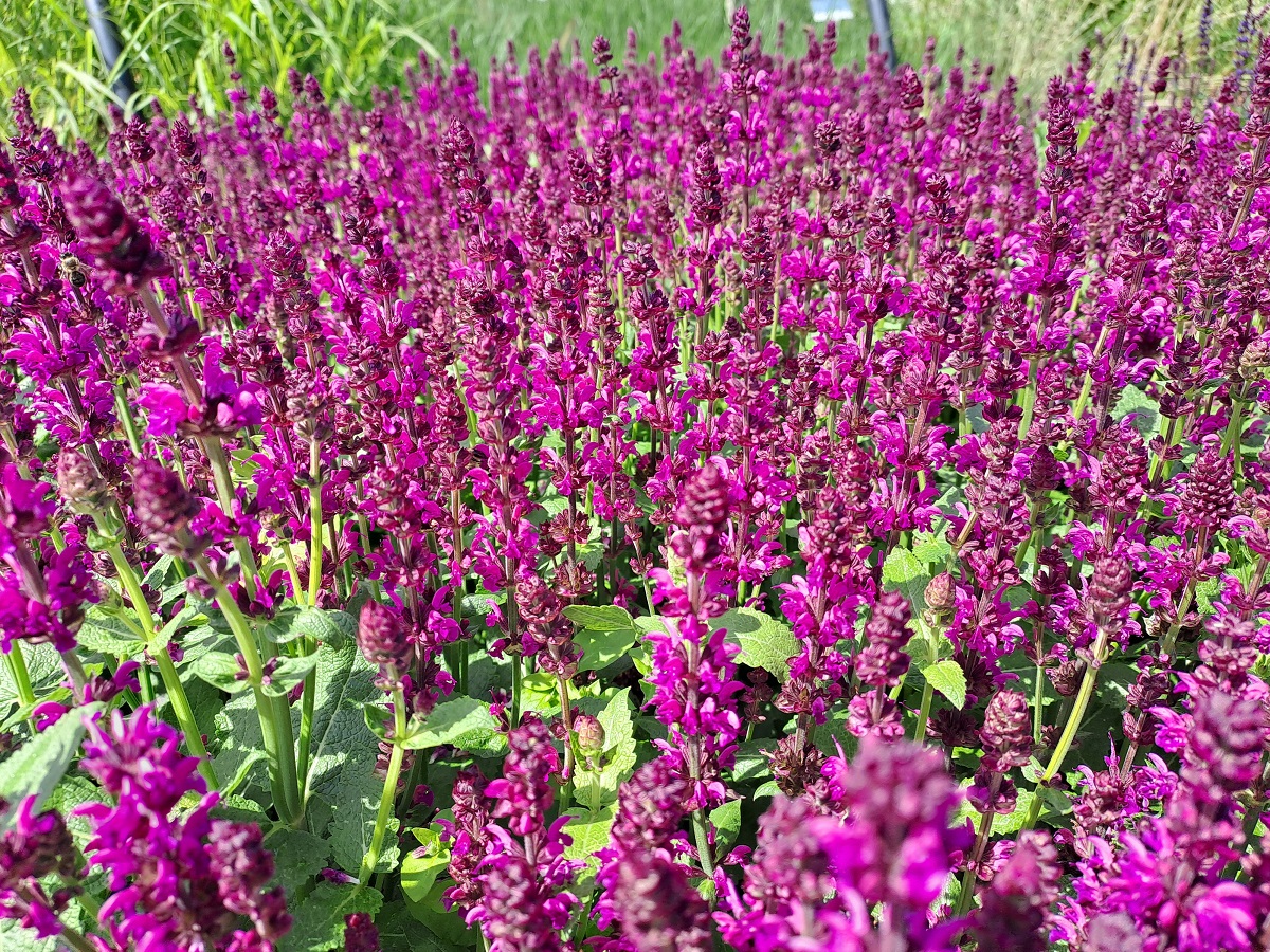 Salvia nemorosa Salute Royal Magenta