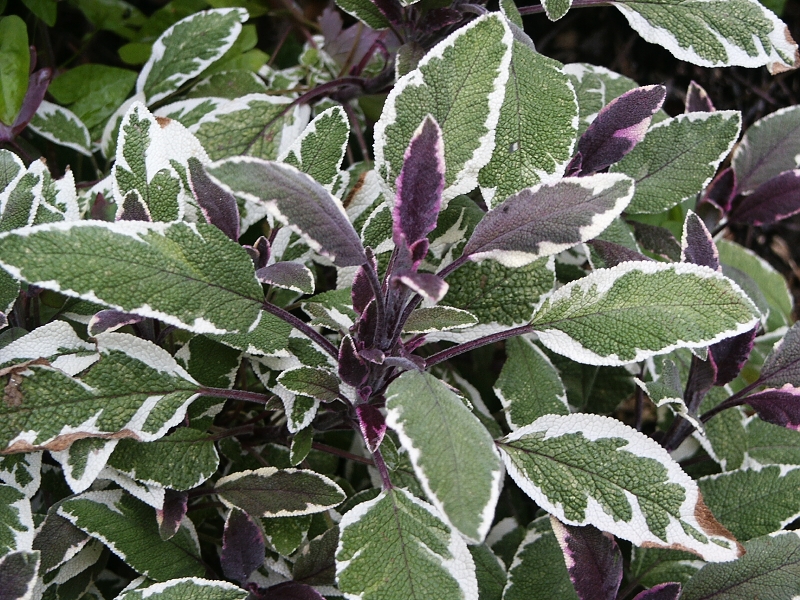 Salvia officinalis Tricolor