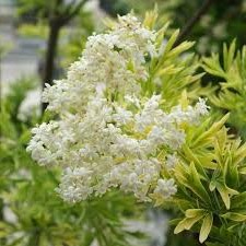 Sambucus nigra Golden Tower