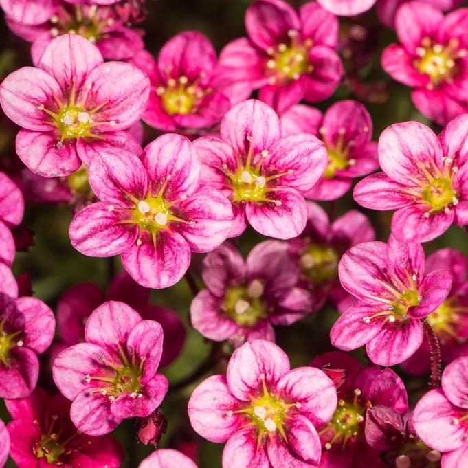 Saxifraga x arendsii Marto Rose Improve