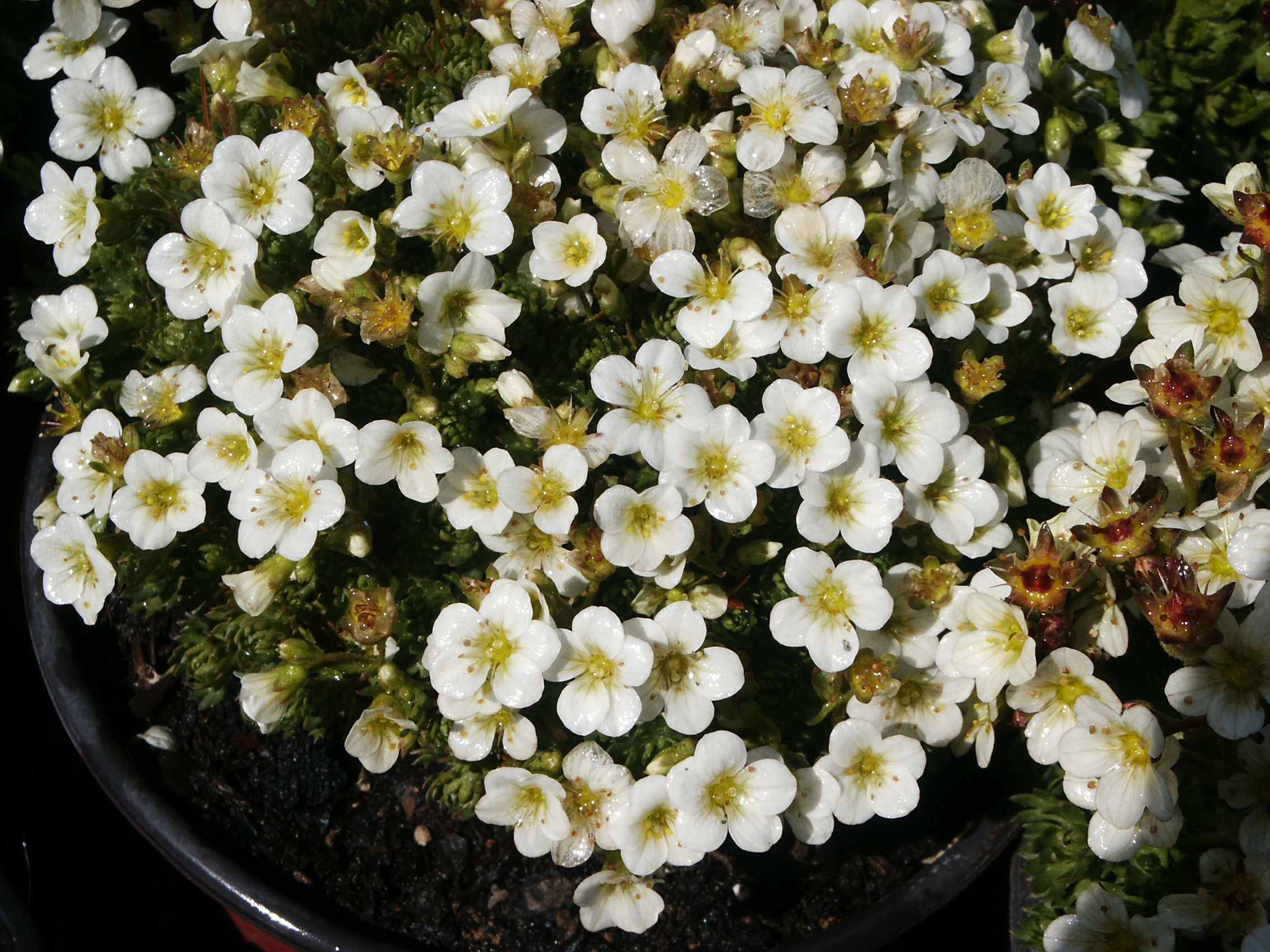 Saxifraga x arendsii Saxony White