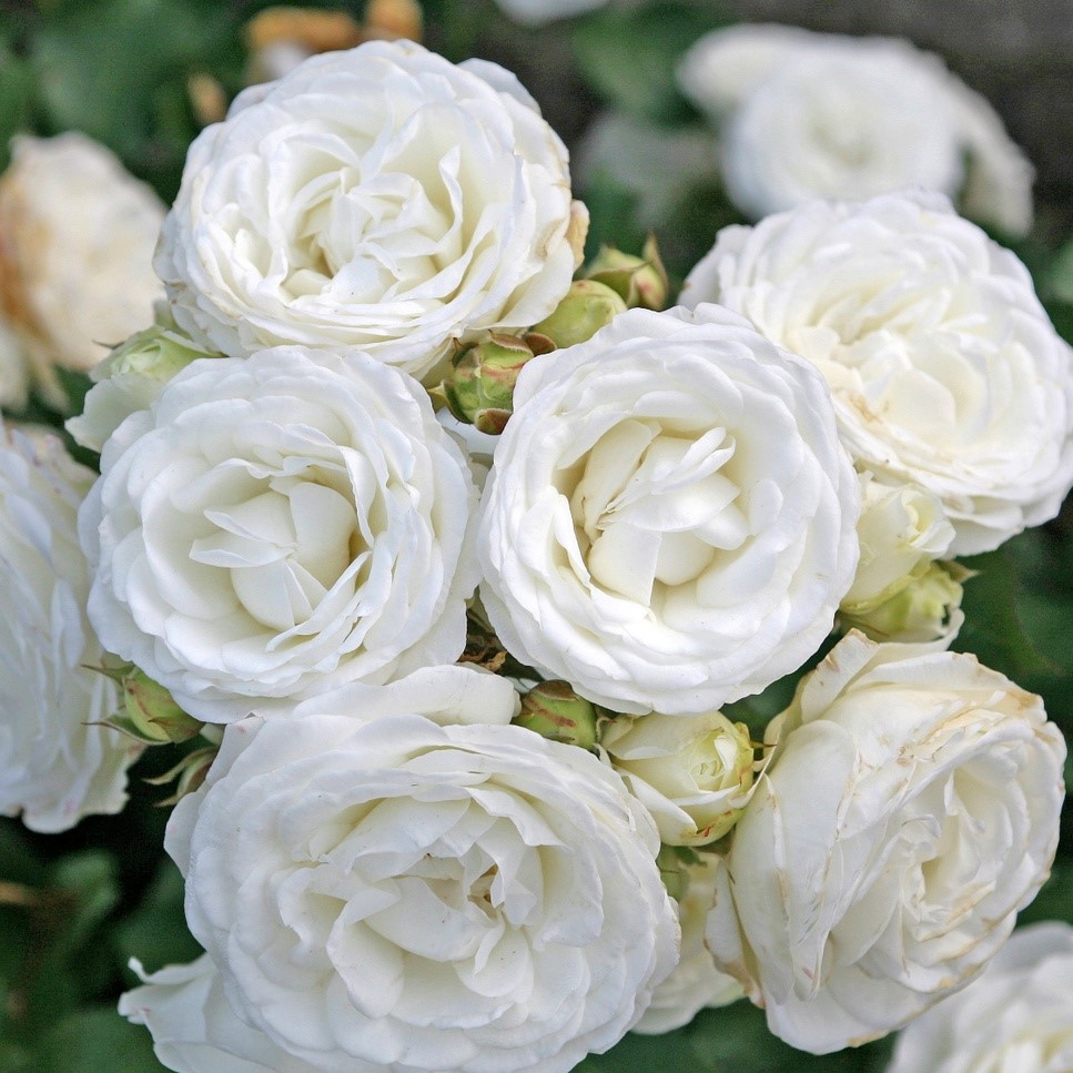 Rosa hybr. (P) Schneeküsschen