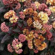 Sedum hybride Yellow Xenox