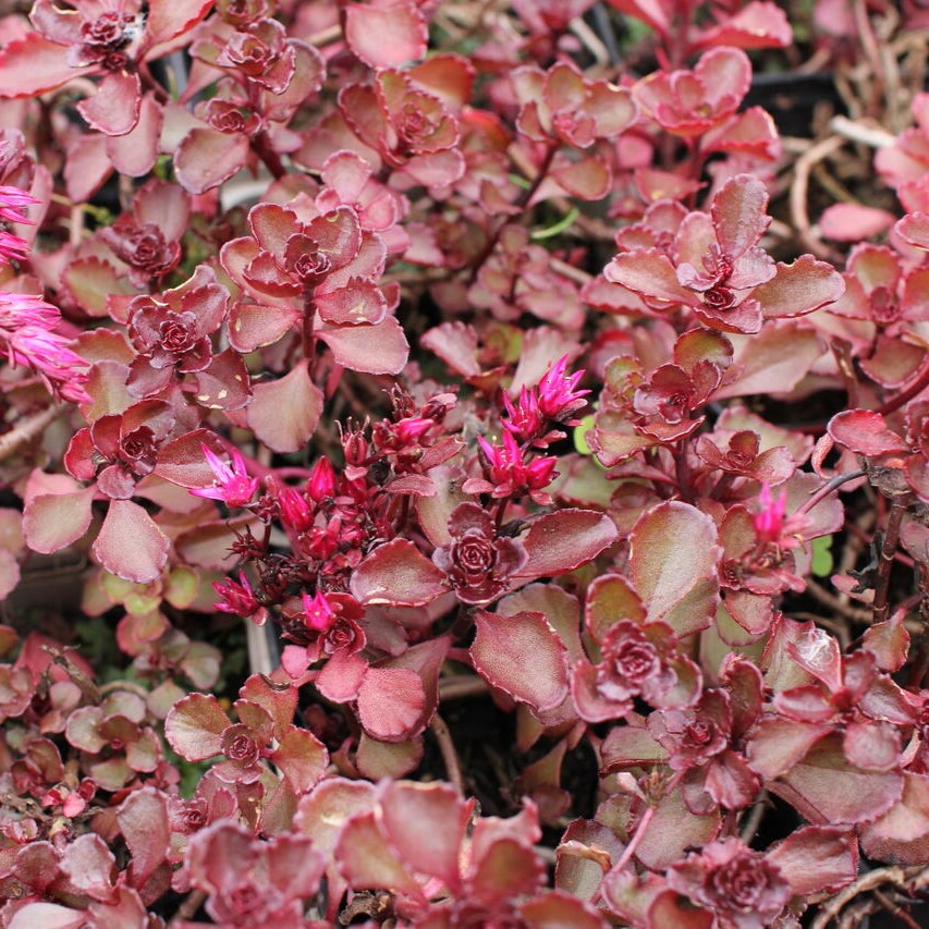 Sedum spurium Purpur Winter
