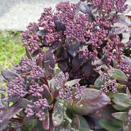 Sedum telephium Dark Magic