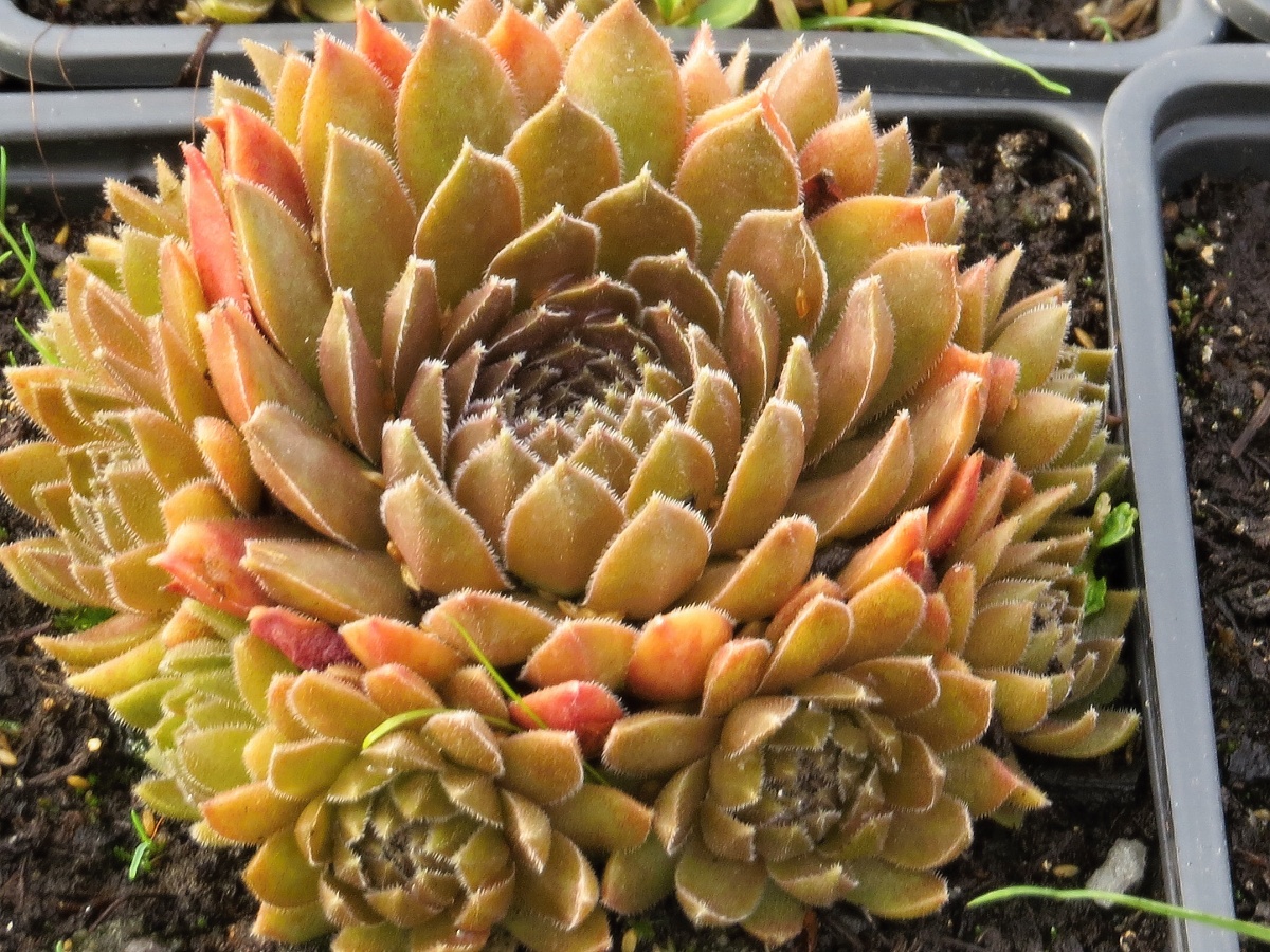 Sempervivum hybridum Bronze Pastel