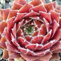 Sempervivum hybridum Corsair