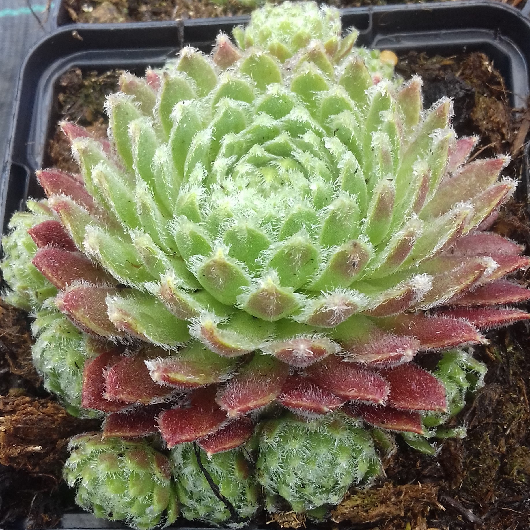 Sempervivum hybridum Moerkerk's Merit