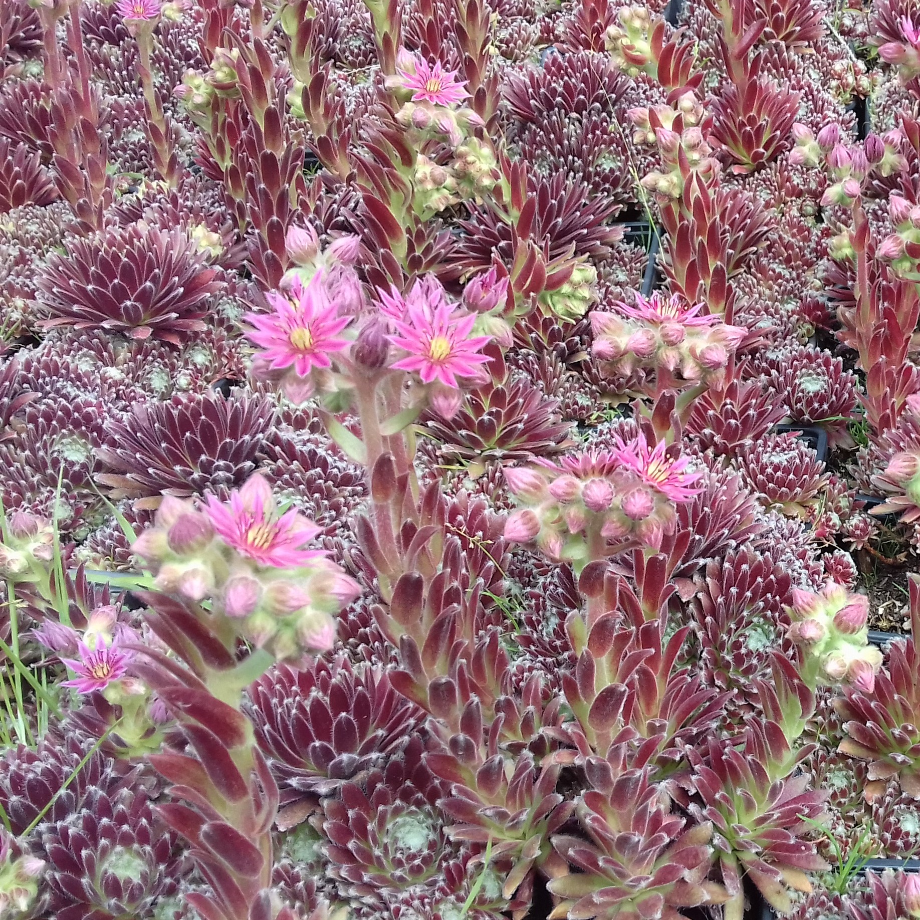 Sempervivum hybridum Sprite