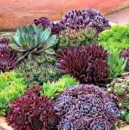 Sempervivum hybridum