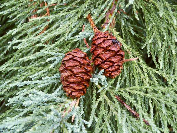 Sequoiadendron giganteum Glaucum