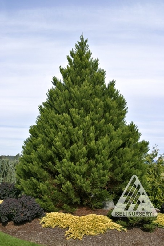 Sequoiadendron giganteum Greenpeace