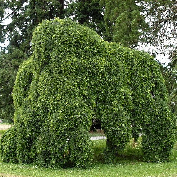 Sophora japonica Pendula