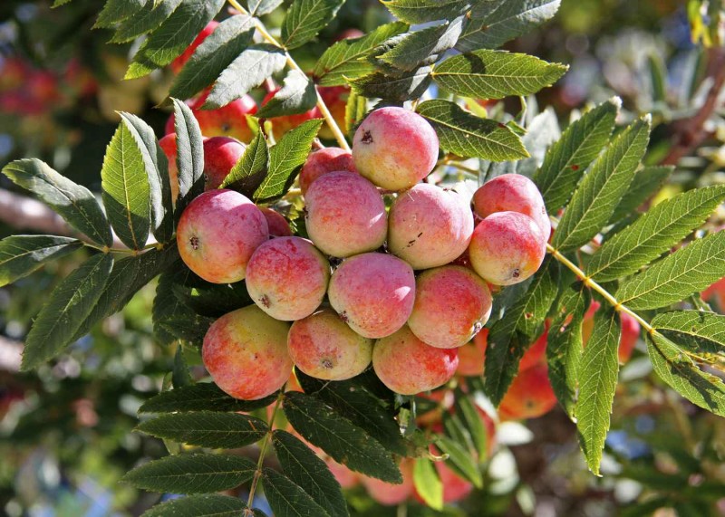 Sorbus domestica