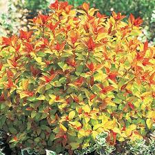 Spiraea japonica Magic Carpet