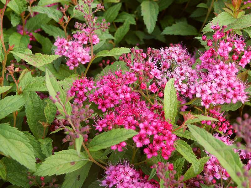 Spiraea x bumalda  Anthony Waterer