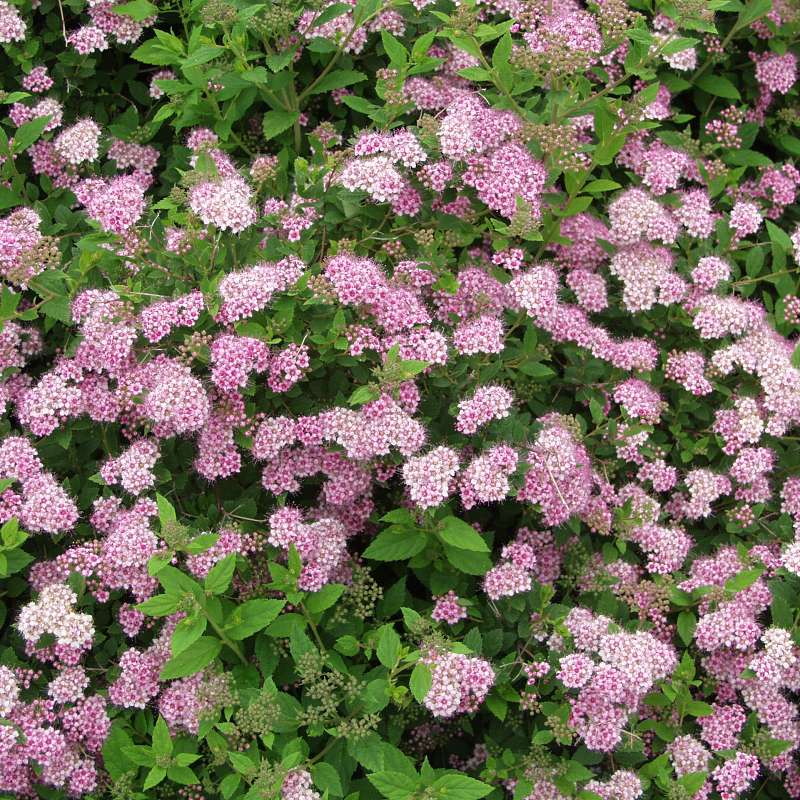 Spiraea japonica Little Princes