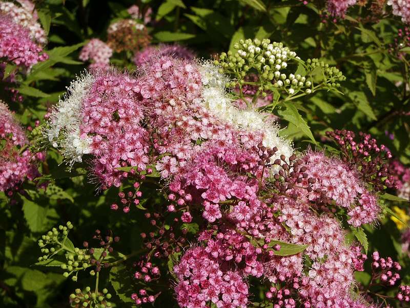 Spiraea japonica Shirobama (syn. Genpei)