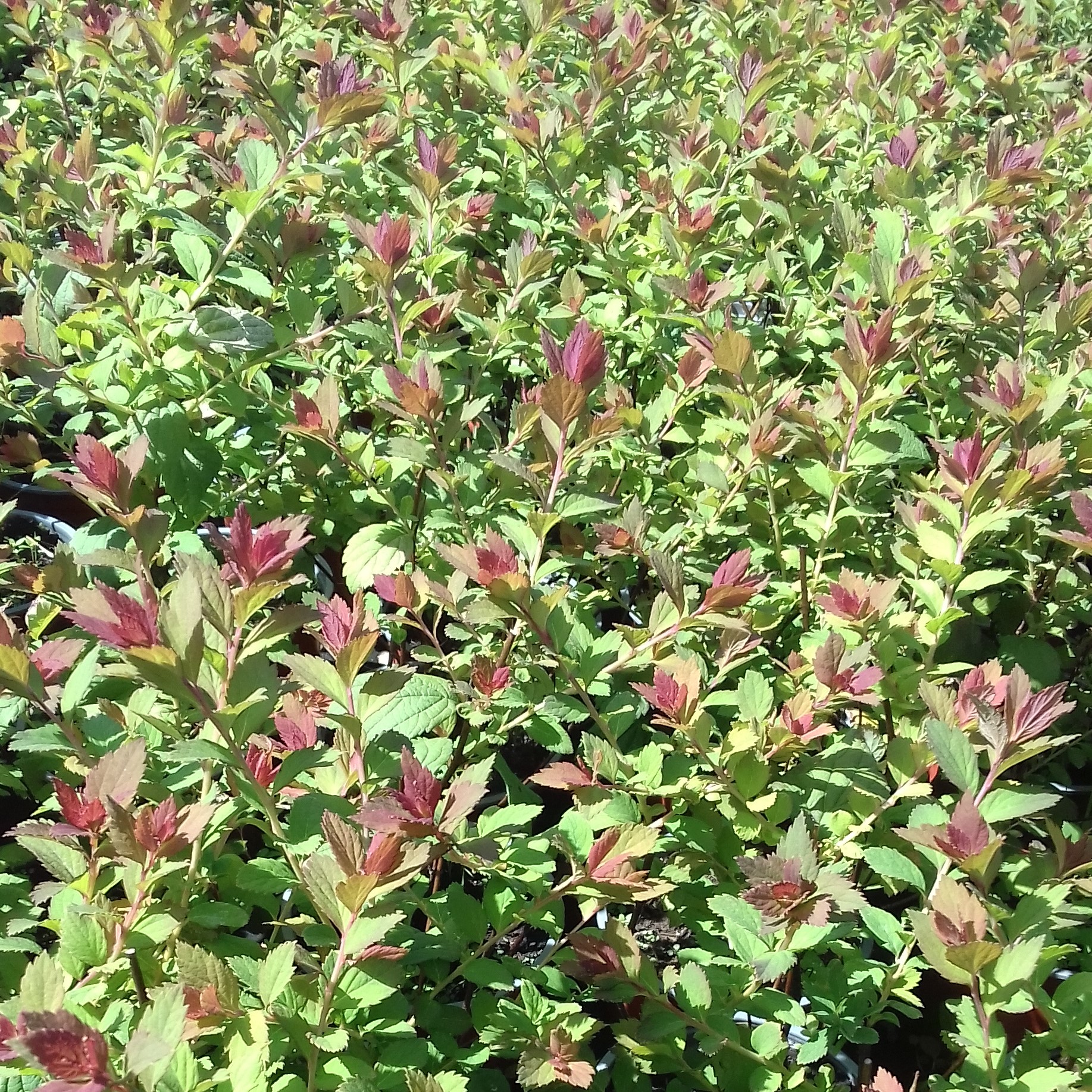Spiraea japonica Sparkling Champagne