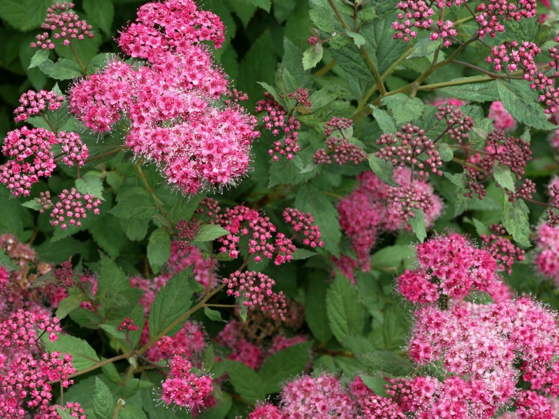 Spiraea japonica Zigeunerblut