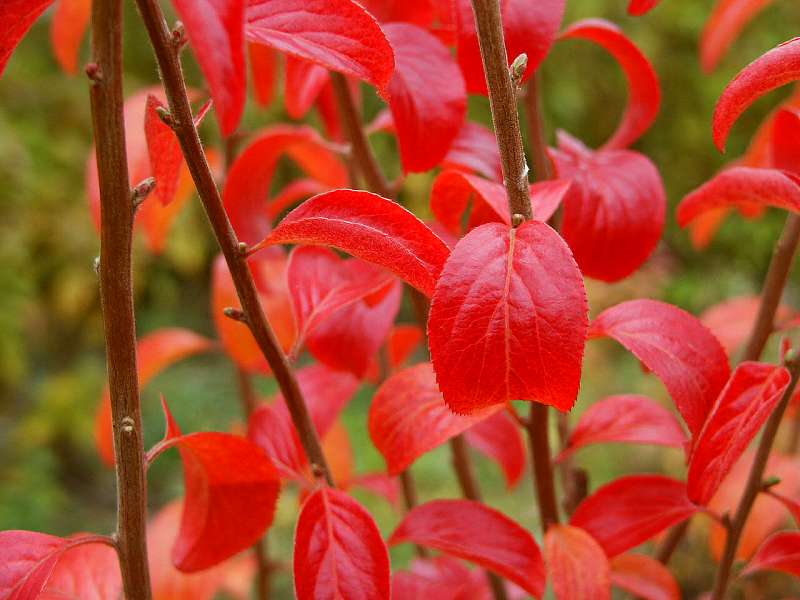 Spiraea prunifolia Plena