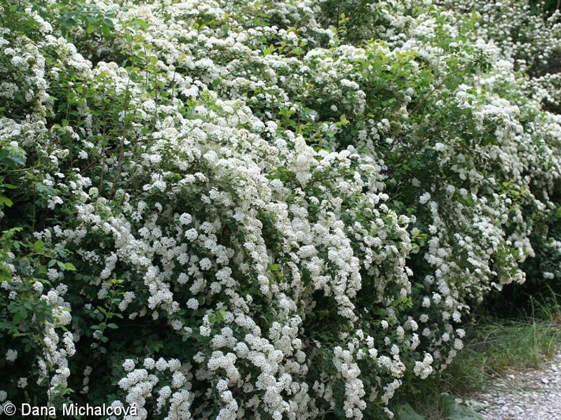 Spiraea x vanhouttei