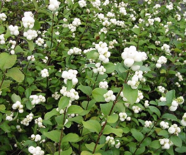 Symphoricarpos albus