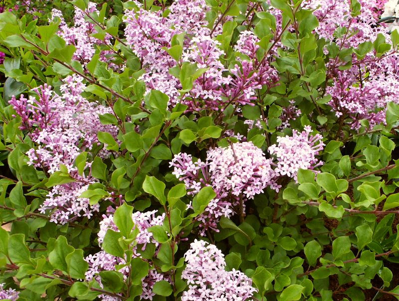 Syringa meyeri  Palibin