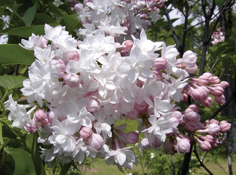 Syringa vulgaris Krasavica Moskvy (syn. Beauty of Moscow)
