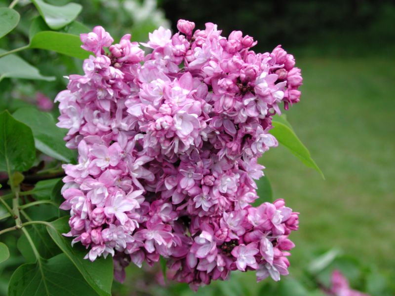 Syringa vulgaris Katherine Havemeyer