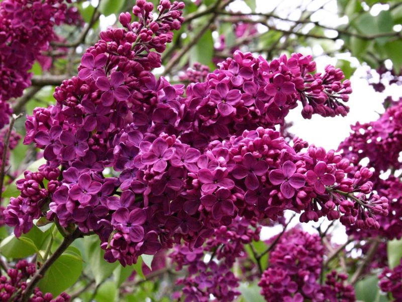 Syringa vulgaris Andenken an Ludwig Späth