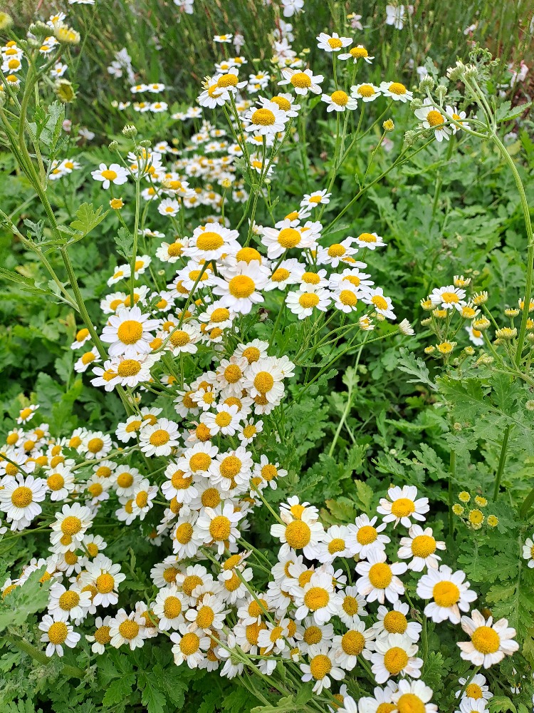 Tanacetum parthenium